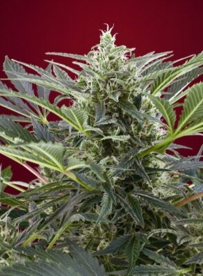 Cream 47 Feminisiert-3 Samen - Seeds24