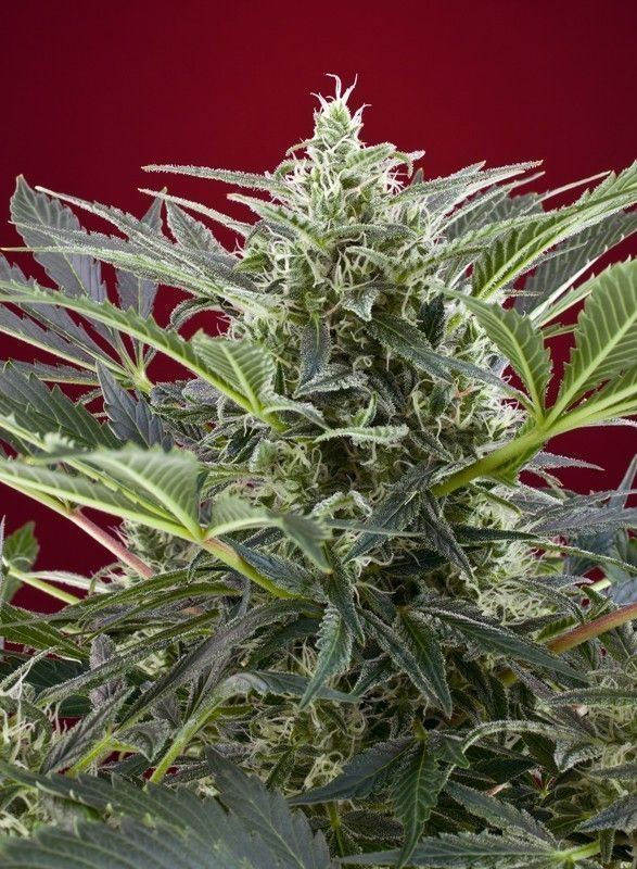 Cream 47 Feminisiert-3 Samen - Seeds24