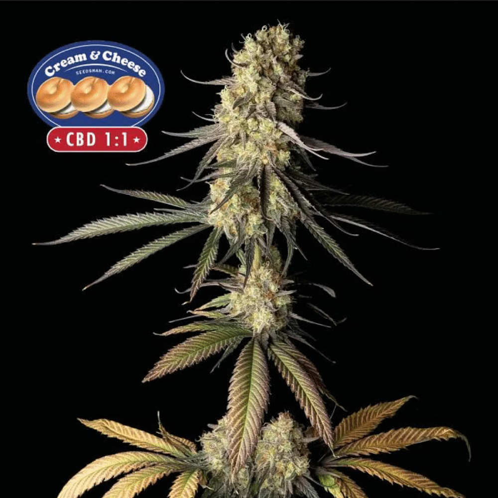 Cream & Cheese CBD 1:1 Feminisiert-50 Samen - Seeds24