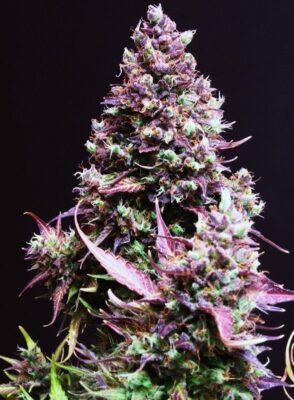 Cream Caramel Auto-3 Samen - Seeds24