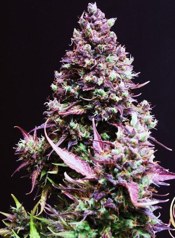 Cream Caramel Auto-3 Samen - Seeds24