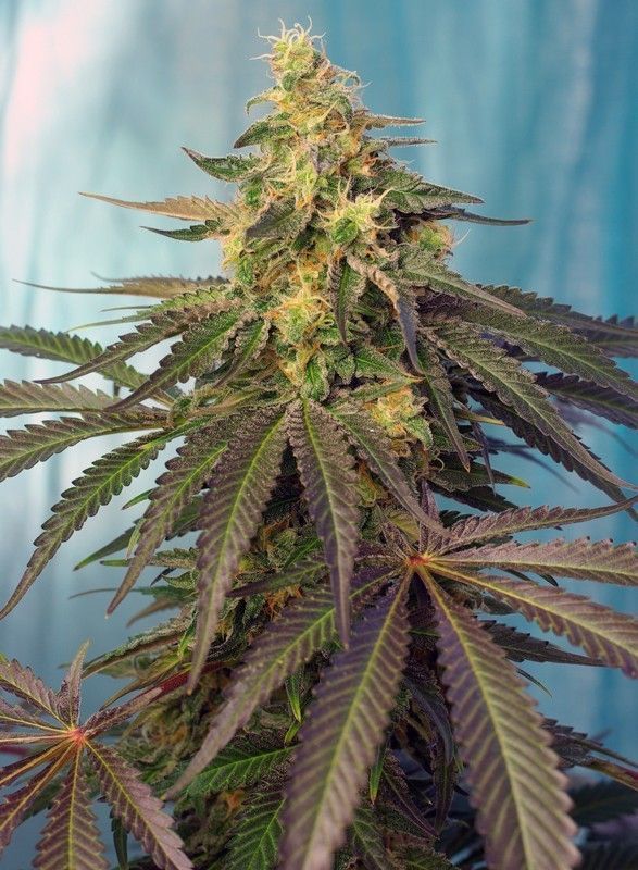 Cream Caramel CBD Feminisiert-3 Samen - Seeds24