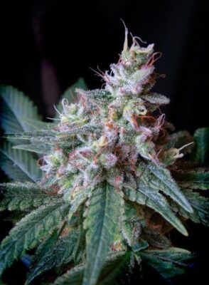 Cream Caramel F1 Fast Version Feminisiert-3 Samen - Seeds24