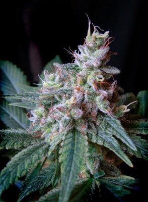 Cream Caramel Feminisiert-3 Samen - Seeds24
