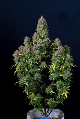 Cream Cookies Auto-3 Samen - Seeds24
