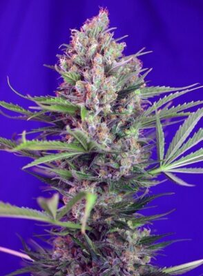 Cream Mandarine F1 Fast Version Feminisiert-3 Samen - Seeds24