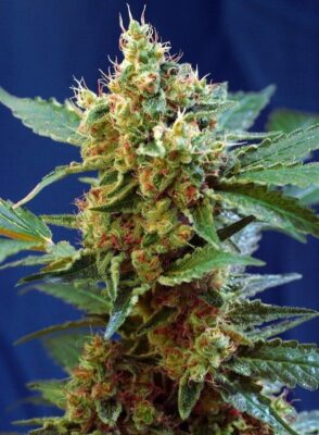 Cream Mandarine XL Auto-3 Samen - Seeds24