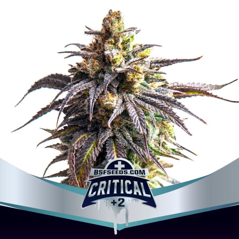 Critical +2 Auto-4 Samen - Seeds24