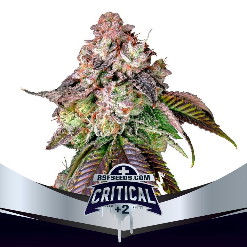 Critical +2 Feminisiert-4 Samen - Seeds24