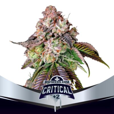 Critical +2 Feminisiert-4 Samen - Seeds24