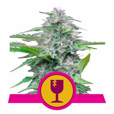 Critical Feminisiert-3 Samen - Seeds24