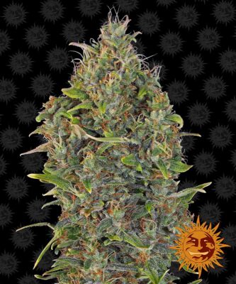 Critical Kush Auto-3 Samen - Seeds24