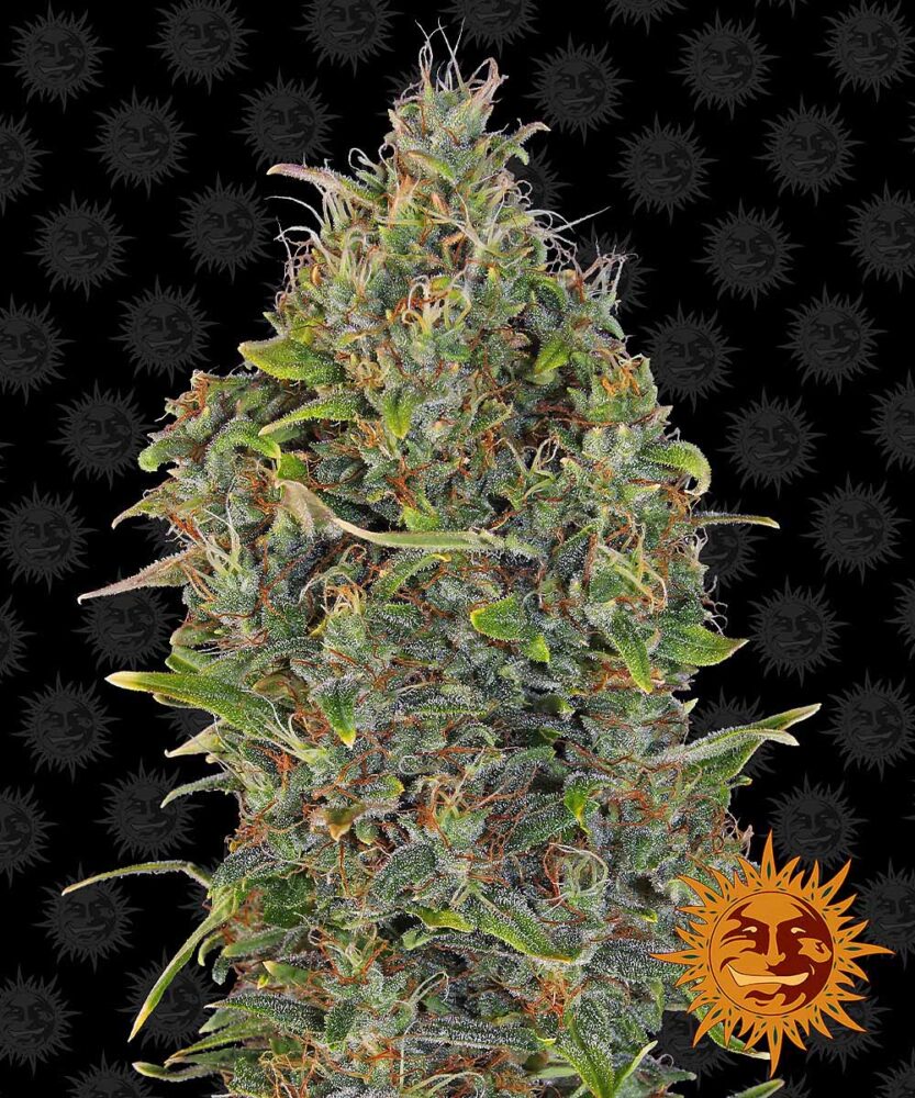 Critical Kush Auto-3 Samen - Seeds24