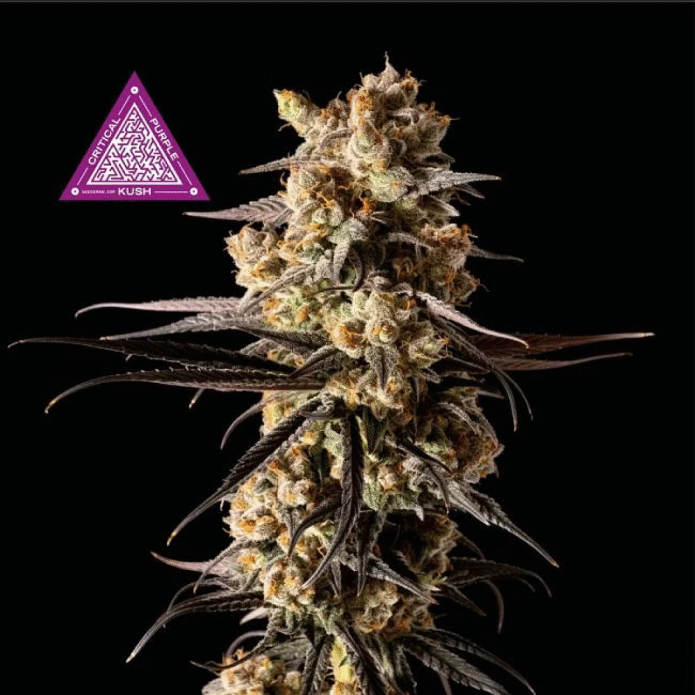Critical Purple Kush Feminisiert-50 Samen - Seeds24