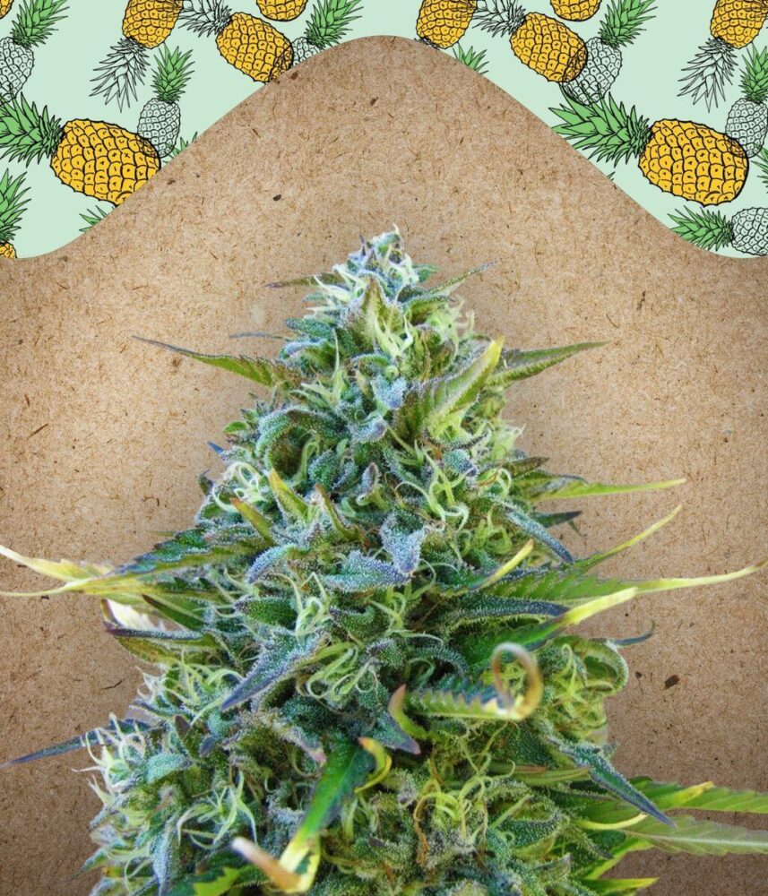 Critical Sour Feminisiert-4 Samen - Seeds24