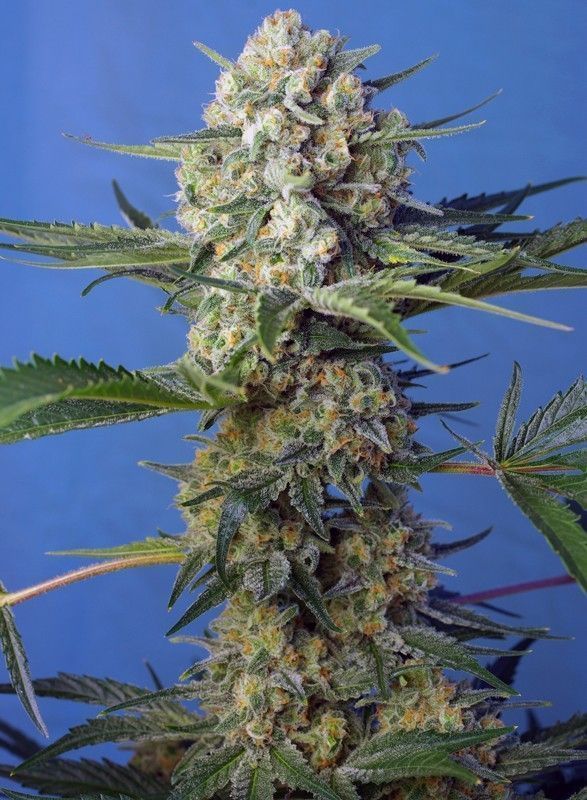 Crystal Candy F1 Fast Version Feminisiert-3 Samen - Seeds24