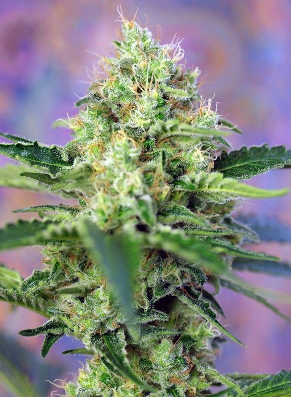 Crystal Candy Feminisiert-3 Samen - Seeds24