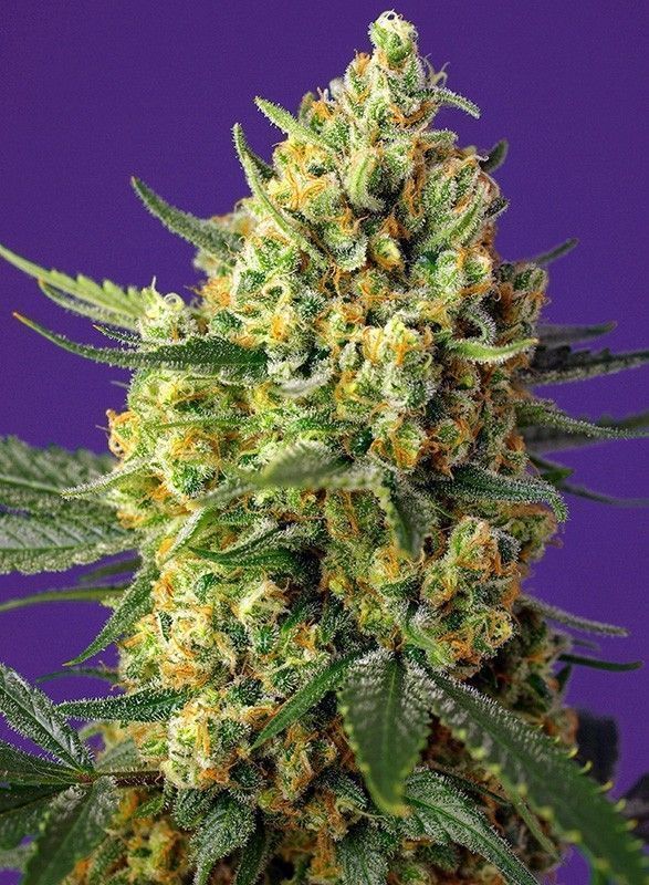 Crystal Candy XL Auto-3 Samen - Seeds24