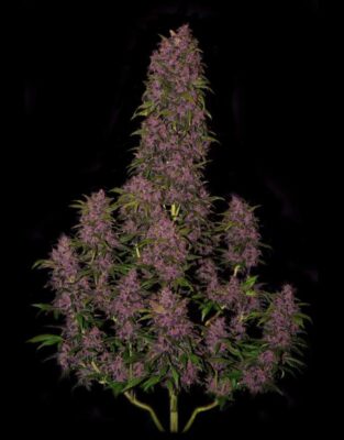 Crystal Meth Auto-3 Samen - Seeds24