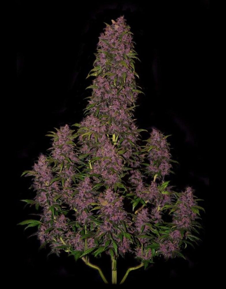 Crystal Meth Auto-3 Samen - Seeds24