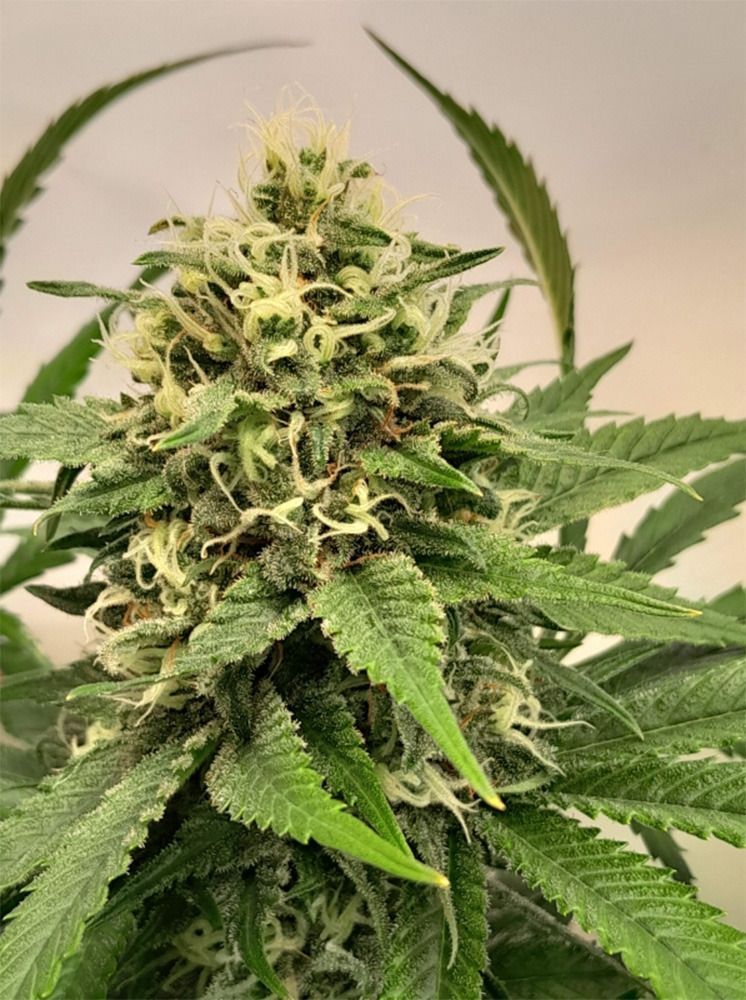 Crystal White Kush Feminisiert-3 Samen - Seeds24