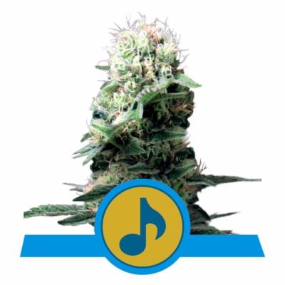 Dance World CBD Feminisiert-3 Samen - Seeds24