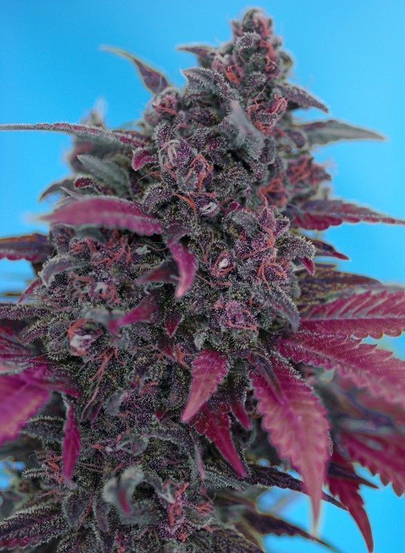Dark Devil Auto-3 Samen - Seeds24