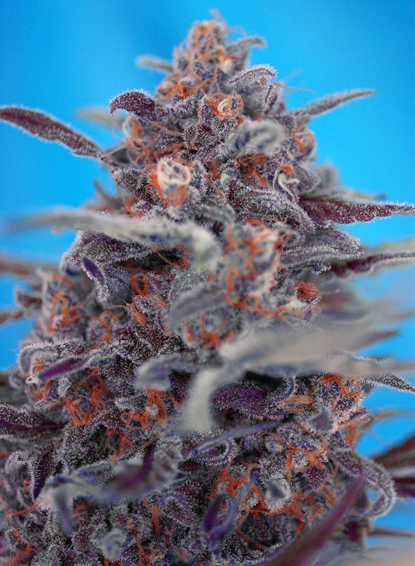 Devil Cream Auto-3 Samen - Seeds24