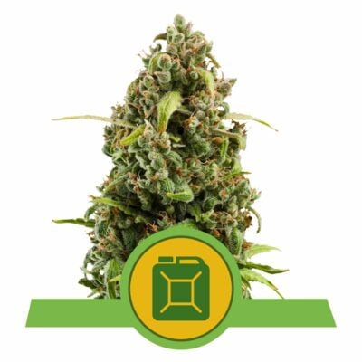 Diesel Automatic-3 Samen - Seeds24
