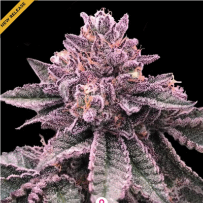 DNA Cake Feminisiert-3 Samen - Seeds24