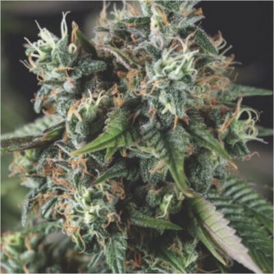Do Si Dos Auto-3 Samen - Seeds24
