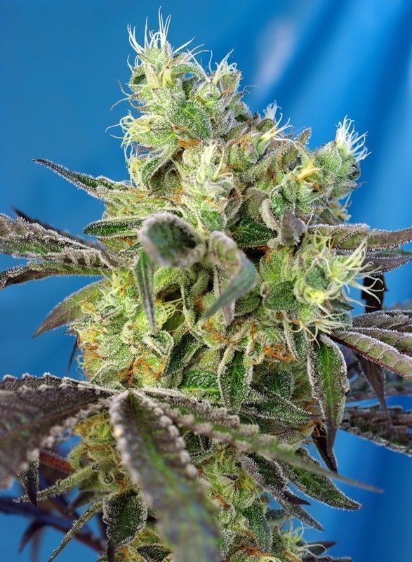 Do-Sweet-Dos Feminisiert-3 Samen - Seeds24