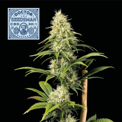 Doctor Seedsman CBD 30:1 Feminisiert-50 Samen - Seeds24