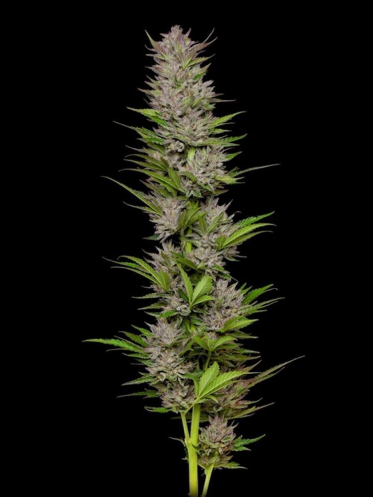 Don Carlos Feminisiert-3 Samen - Seeds24