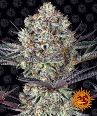 Dos Si Dos 33 Feminisiert-3 Samen - Seeds24