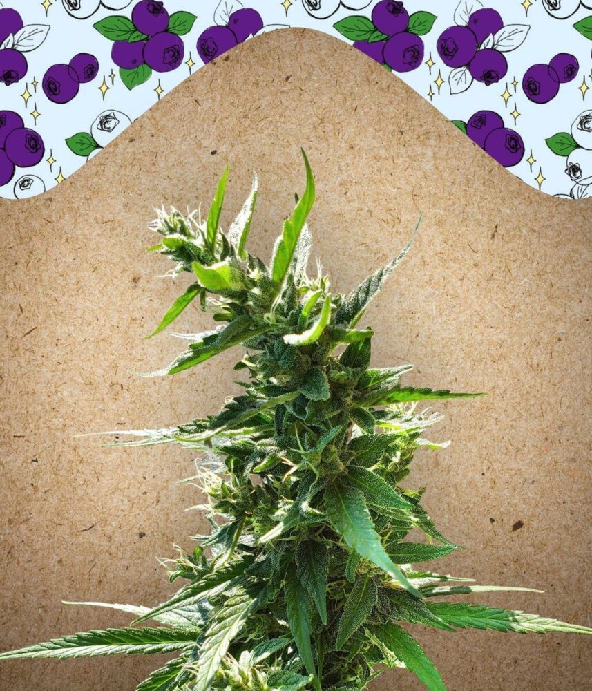 Dream Berry Feminisiert-4 Samen - Seeds24