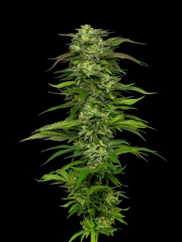 Dream Queen Feminisiert-3 Samen - Seeds24