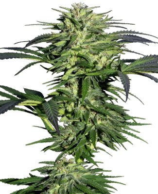 Durban Feminisiert-3 Samen - Seeds24