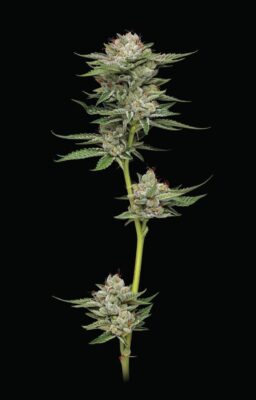 Durban Poison Auto-3 Samen - Seeds24