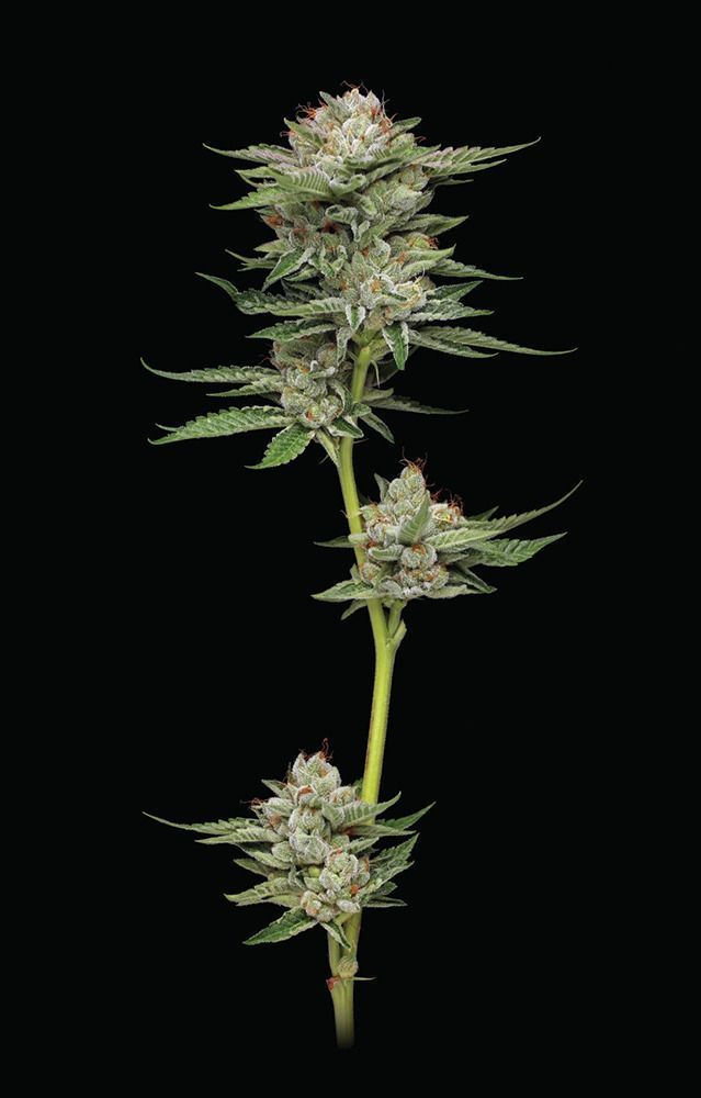 Durban Poison Auto-3 Samen - Seeds24