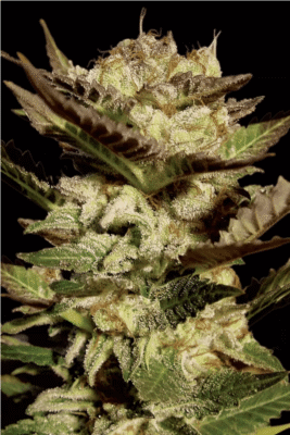 Durga Mata Feminisiert-3 Samen - Seeds24