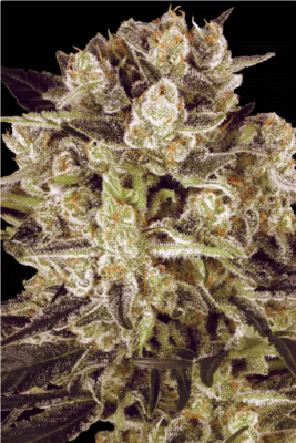 Durga Mata I:I CBD Feminisiert-3 Samen - Seeds24