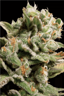 Dutch Dragon Feminisiert-3 Samen - Seeds24