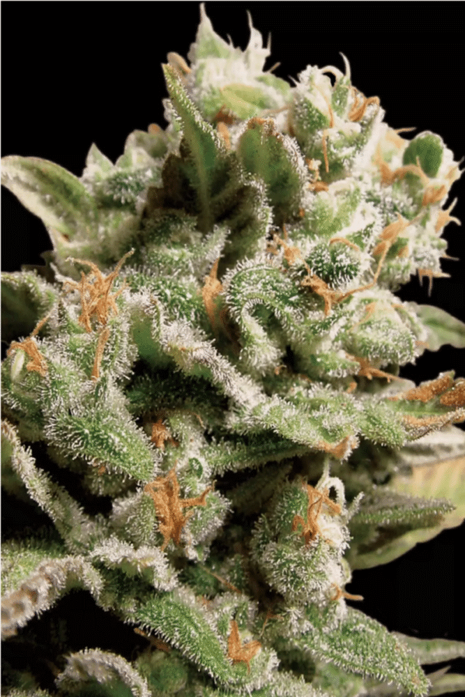 Dutch Dragon Feminisiert-3 Samen - Seeds24