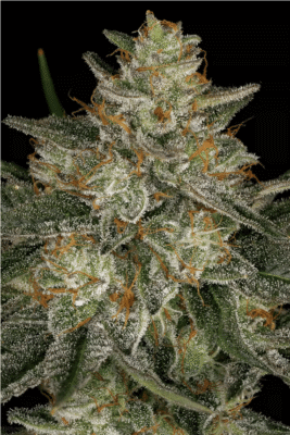 Dutch Kush Feminisiert-3 Samen - Seeds24