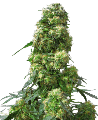 Early Skunk Feminisiert-3 Samen - Seeds24