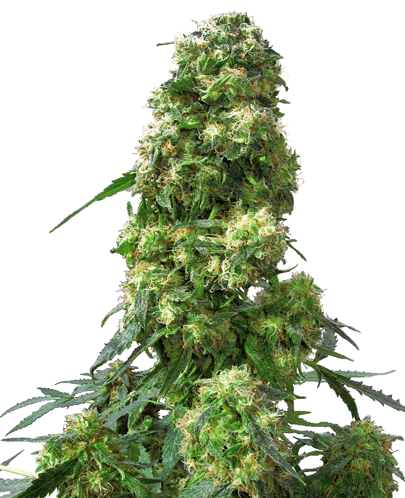 Early Skunk Feminisiert-3 Samen - Seeds24