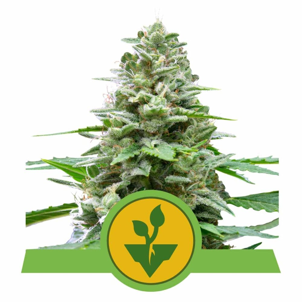 Easy Bud Automatic-3 Samen - Seeds24