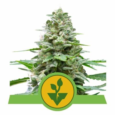 Easy Bud Automatic-3 Samen - Seeds24