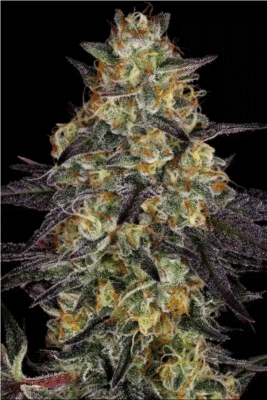 El Dorado OG Feminisiert-3 Samen - Seeds24